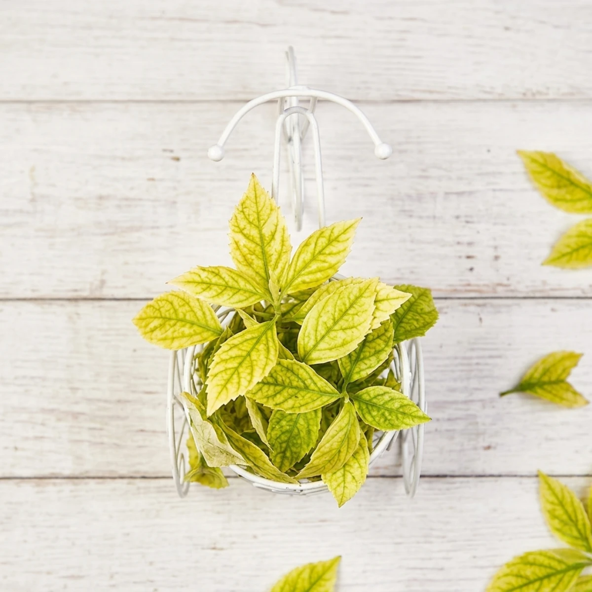 Vintage Tricycle Wire Planter Product Image